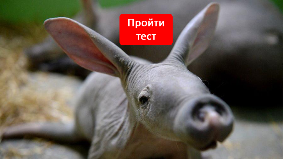 Орхит у котов - причины, симптомы и лечение воспаления семенников