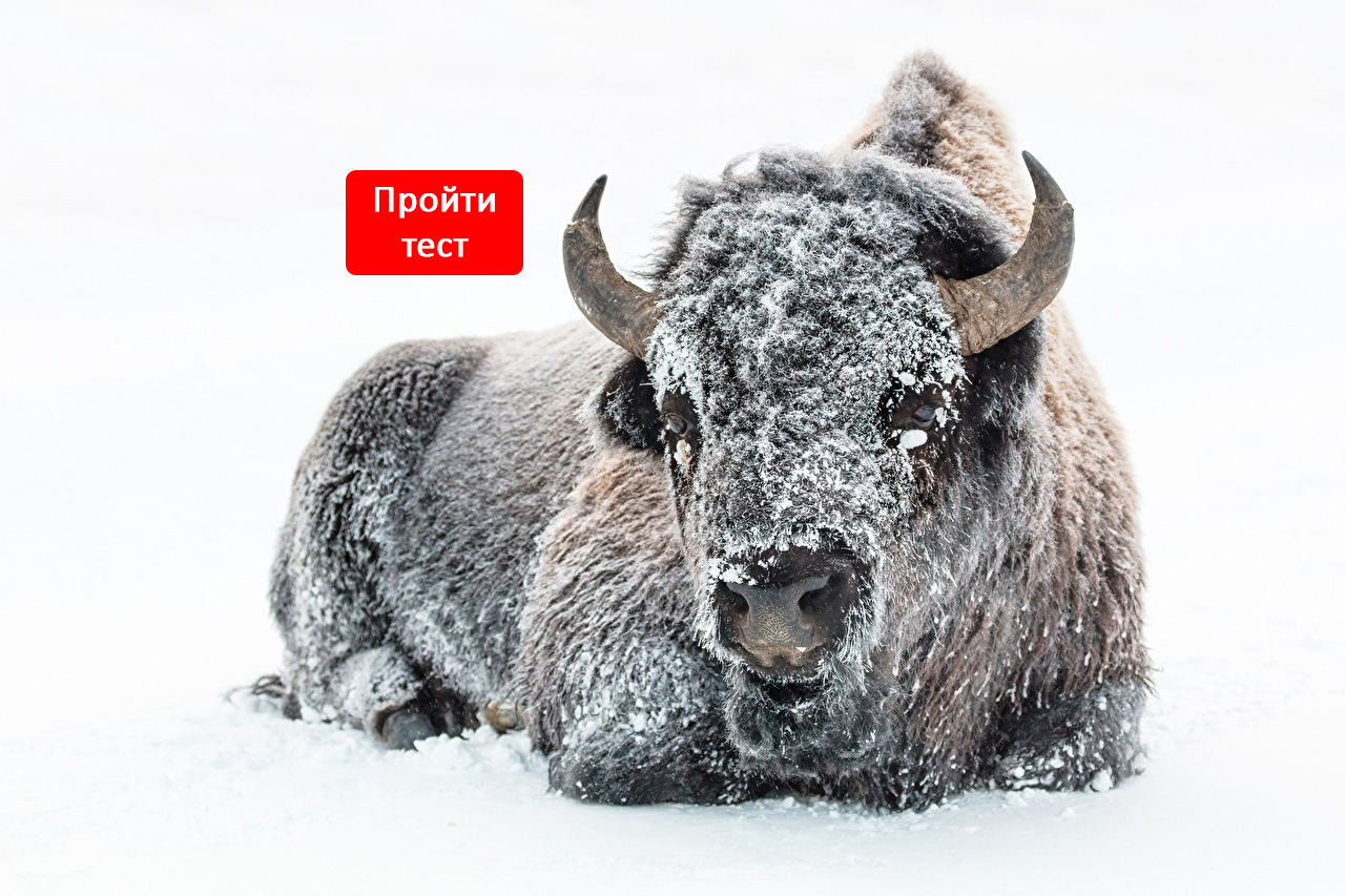 Тест: какой бык принесёт вам удачу в Новом году? - Animal.by