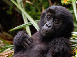 За последние 5 лет численность самых больших приматов на Земле увеличилась вдвое