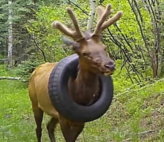 В США олень два года жил с автомобильной шиной на шее